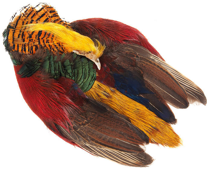 Wapsi Golden Pheasant Skin