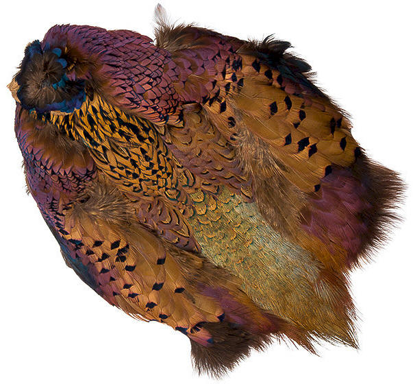 Wapsi Ringneck Pheasant Skin