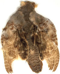 WAPSI Hungarian Partridge Whole Skins-Bleached
