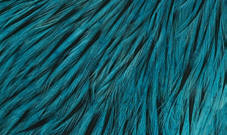 Whiting Farms American Rooster Hackle-Badger Silver Doc Blue