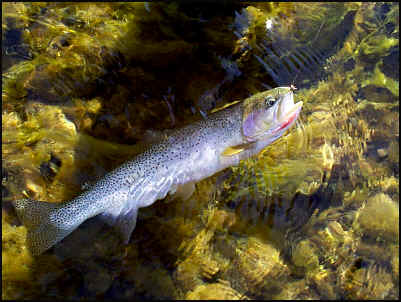 A Fall Cutthroat.....Beautiful!