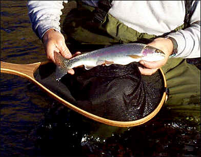 A Lower Yakima River Rainbow