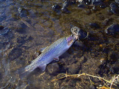 Another November Bow
