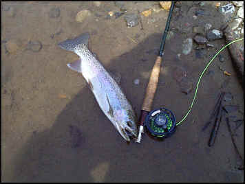 A Spring Yakima Rainbow