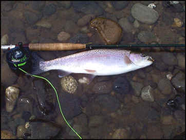 A Spring Rainbow Taken During The March Brown Hatch...