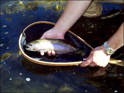 Fall Rainbow In Net