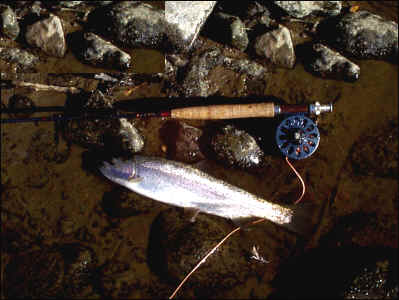 Lower Yakima Fall Rainbow