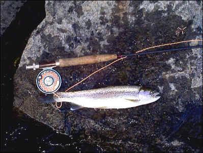 October Rainbow...Fall Fishing At It's Best!