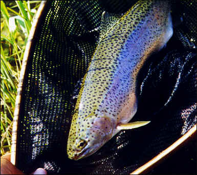 A Colorful Yakima Trout