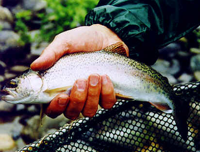 Trout In Hand