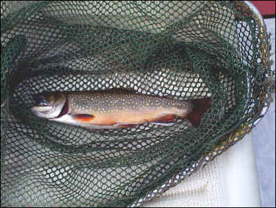 Yakima Brookie