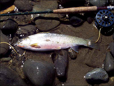 Yakima Cutthroat