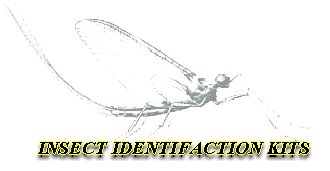 Insect I.D.