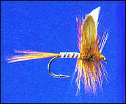 Standard Ginger Quill