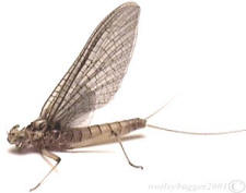 The Yakima River Pale Evening Dun Mayfly