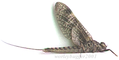 A Yakima River March Brown Mayfly