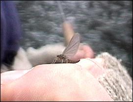 A Yakima BWO