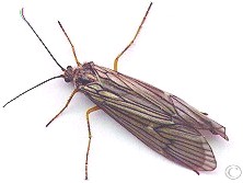 A Yakima River October Caddis Are Now Hatching On the Yakima....Fall Fishing Has Begun!