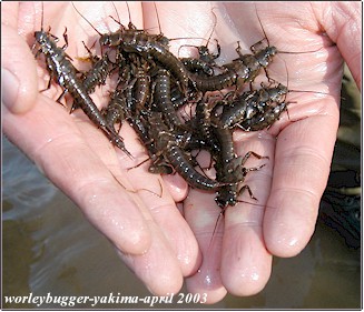 The Yakima Has No Salmon Flies??? Wow Sure Looks Like We Got them???Salmon Fly Nymphs From 15 Feet Of Yakima River Bank!