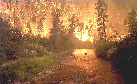 Elk finding relief from the hot blazes of the Montana fires