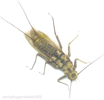 Yakima River Skwala Adult-Bottom View