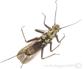 The Female Yakima River Skawla..........Bottom View