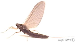 The Yakima River Fall Baetis