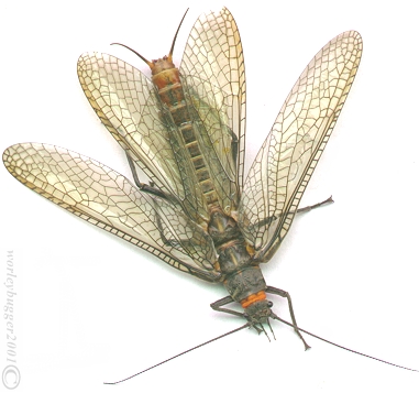 A Fluttering Salmon Fly.............Big, Ugly And Lots Of Movement!