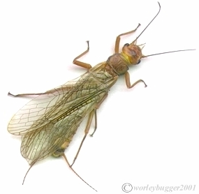 The Yakima River Golden Stone Fly...This Emergence Has Arrived!