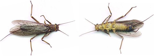 The Yakima Little Olive Stonefly!