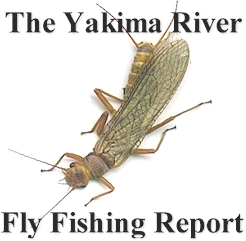 The Yakima River Report 2001 Provided By Worley Bugger Fly Co of Ellensburg.  Stop The Yakima Rivers Most Complete Fly And Pro Shop For Local, Knowledgeable Advice 
