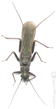 The Yakima River Female Skawla Adult Stone Fly!