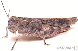 The Yakima River Grasshopper