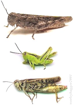 The Yakima River Grasshoppers...Be Prepared For A Variety Of Colors & Sizes!