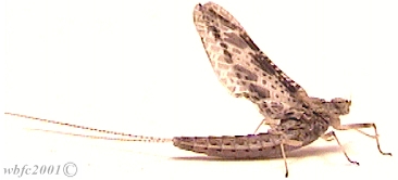 The Callibaetis From Blackstone Lake Just Outside Of Ellensburg.