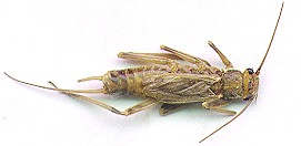 The Male Yakima Summer Stone