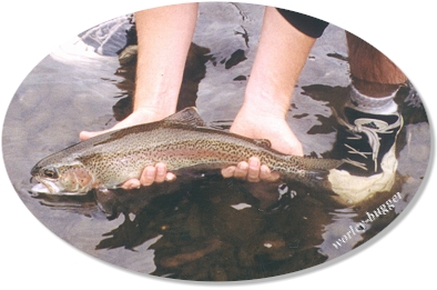 The Release Of The Yakima Bow