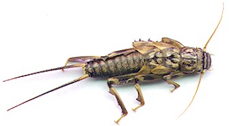 The Summer Stone Nymph