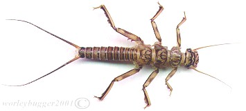The Yakima River Summer Stone Female Nymph