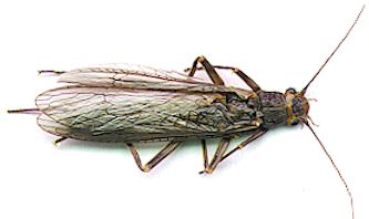 The Yakima Summer Stonefly