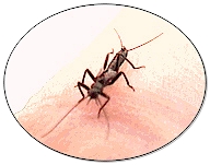 A Yakima River Winter Stone-Fly