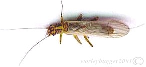 The Yakima River Yellow Sally Stone-Fly
