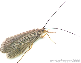 The Yakima River October Caddis