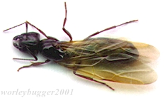 The Yakima River Flying Carpenter Ant