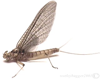 The Yakima River Pale Evening Dun Mayfly