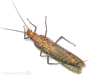 The Yakima River Salmon Fly...A Bottom View.