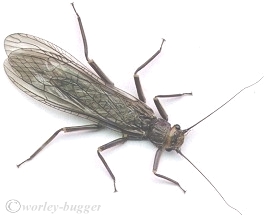The Female Short Wing Stone...The Yakima River's Summer Stone Fly!