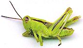 The Yakima Hopper