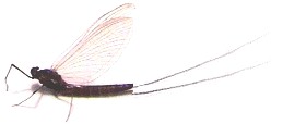 Yakima River Mahogany Dun Mayfly.....Hatching Now!