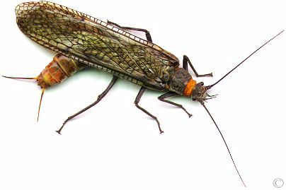 The Yakima River Pteronarcys...The Salmon Fly!